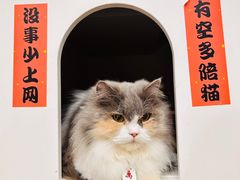 -楼上猫咖(罗湖店)