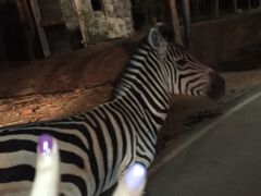 -清迈夜间动物园