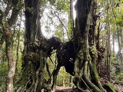 -云南屏边大围山国家公园