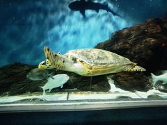 -上海海洋水族馆