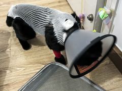 -宠颐生宠物医院·异宠猫科内科·诊疗中心宠巢店
