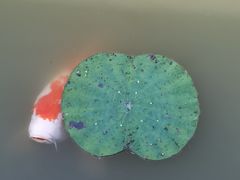 -大湾区中央湿地公园