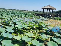 -焦岗湖旅游度假区