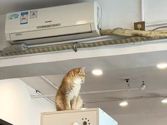 -有喵·猫咖·狗咖·30几只猫10只小狗(岗厦店)