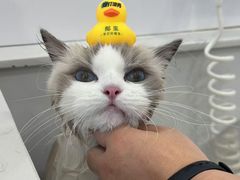 -老吴的猫·猫舍(新区店)