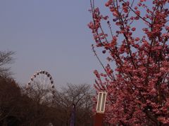 -顾村公园
