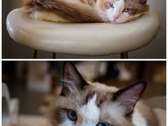 -飞行喵MR PILOT|猫舍·猫咖(静安大融城店)