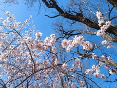 -桃花堤公园