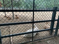 -北京麋鹿生态实验中心