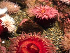 -西雅图水族馆
