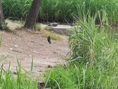 -新江湾城公园