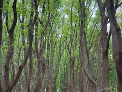 -同里国家湿地公园
