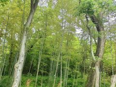 -亭林园-华藏寺