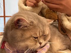 -Let's go狗咖·猫咖·奶狗·桌游(春熙路IFS店)