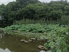 -梁鸿国家湿地公园