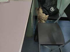 -特一安24小时宠物医院·骨科·中兽医