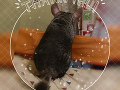 -瑞派·关忠动物医院·异宠专科·犬猫肿瘤·皮肤专科(望京店)