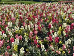 -径山花海