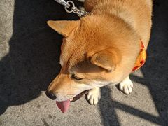 -洪记白水羊头(天坛店)