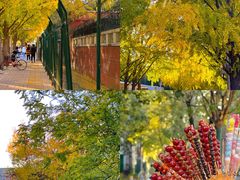 -三里屯东五街银杏大道