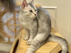 -楼上猫咖(罗湖店)