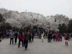 -武汉大学-樱园