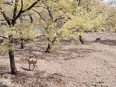 -合肥野生动物园