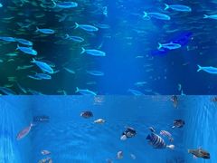 -上海海昌海洋公园