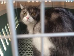 -瑞派康怡24h宠物医院·犬猫医疗中心·微创绝育(瑞景分院)