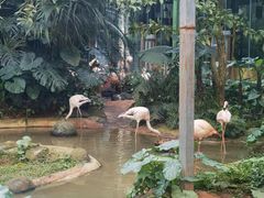 -海南热带野生动植物园