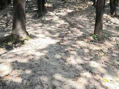 -火炉山森林公园