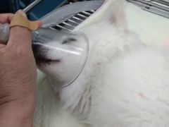 -美联众合动物医院·24h京西诊疗中心