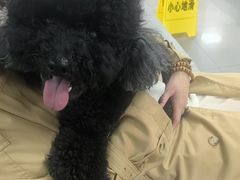 -瑞派宠物医院·24h·骨外科·皮肤科·全科宠物医疗转诊中心(沈阳浑南院)