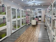 -青奢宠物·青奢猫舍