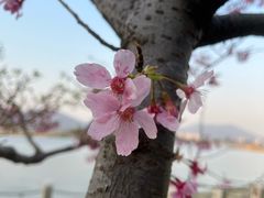 -福建鲤鱼洲酒店