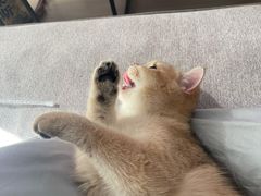 -猫大福·Fortune Cat猫舍(百子湾店)