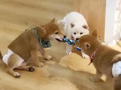 -柴犬小屋·柴餐厅·狗咖食堂(金鼎广场店)