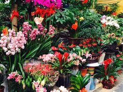 -秦美花卉(天朗·莱茵小城2期店)