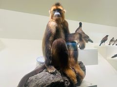 -四川大学博物馆