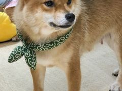 -逗柴咖啡屋·狗咖猫咖宠物桌游