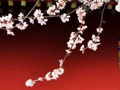 -桃花堤公园