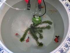 -花鸟鱼虫鲜花绿植市场(玉泉路店)