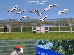 -盐城丹顶鹤湿地生态旅游区