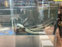 -本炙炭烤·蒲烧活鳗料理店(金沙洲店)