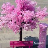 春日无锡邂逅一场樱花盛宴