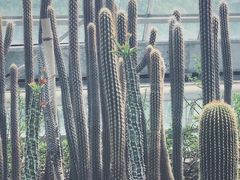 -南山植物园