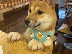 -豆柴町-柴犬主题狗咖(红鼎国际C座店)