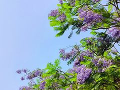 -美的鹭湖森林度假区