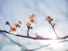 -香雪海