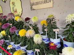 -杭州植物园